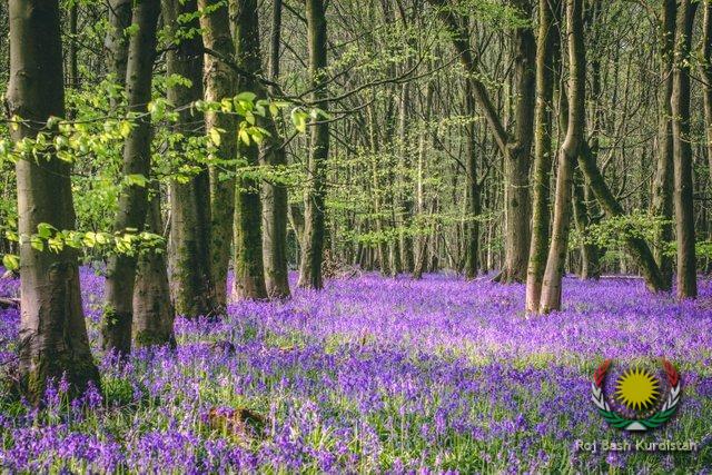 bluebell