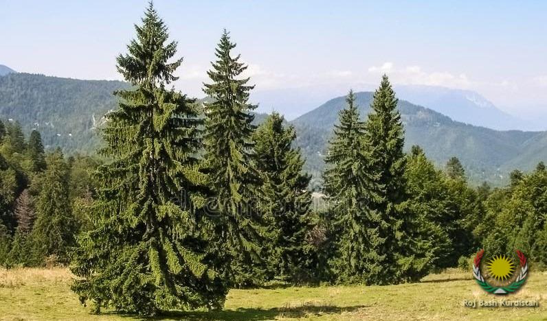 trees