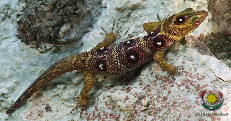 gecko1