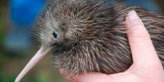 Kiwi