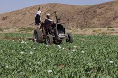 poppy field