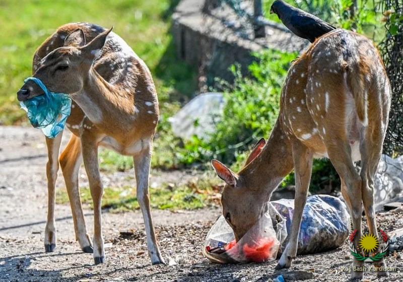 deer eating rubbish