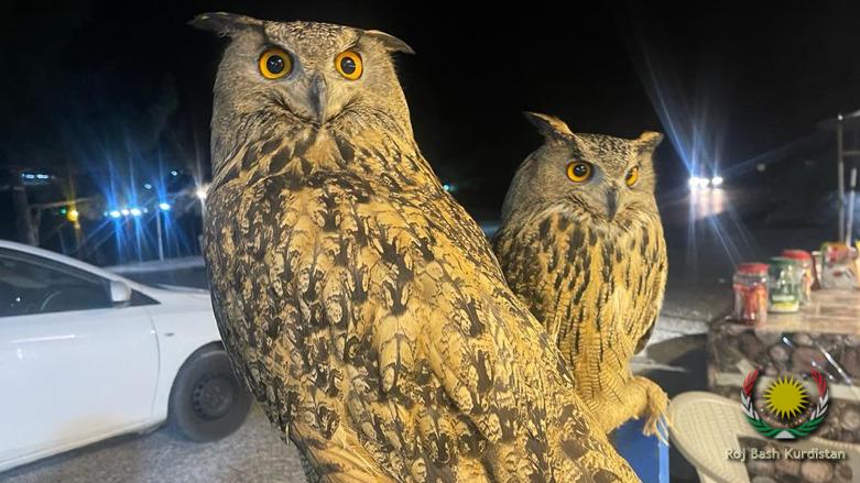 owls of Amedi