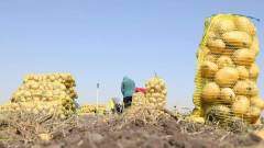 export spuds