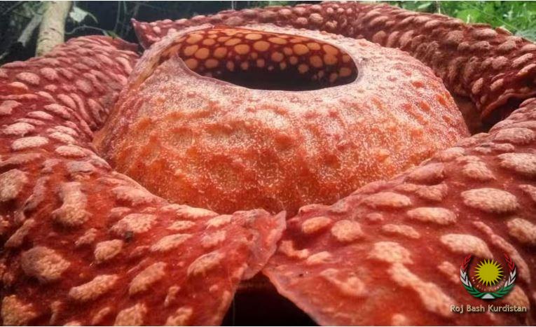 World's biggest flower