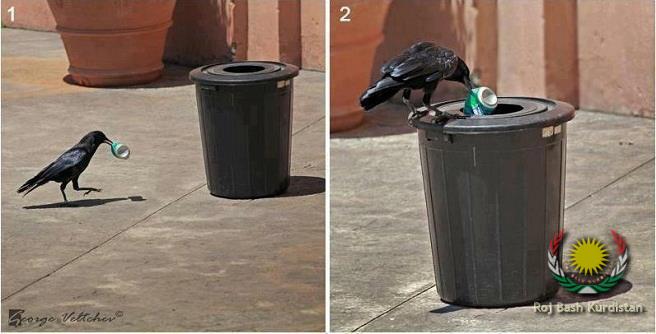 Did you learn something from this crow